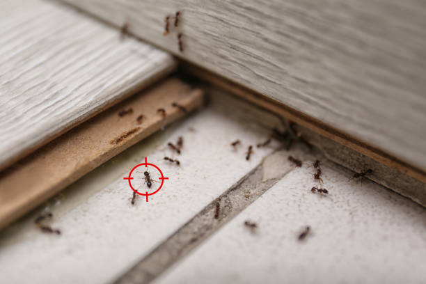 Insect Control in St Lawrence, PA